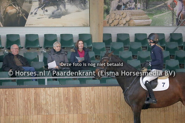 7 Niberlina JB (Maloubet de Preville x Ruberlina v. Corland)