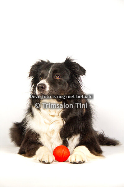 Fotoshoot witte achtergrond 2025