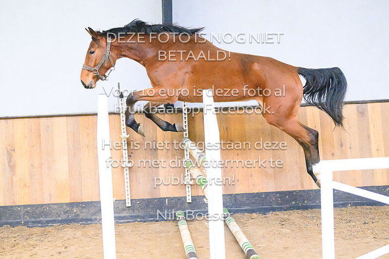 Paard_20
