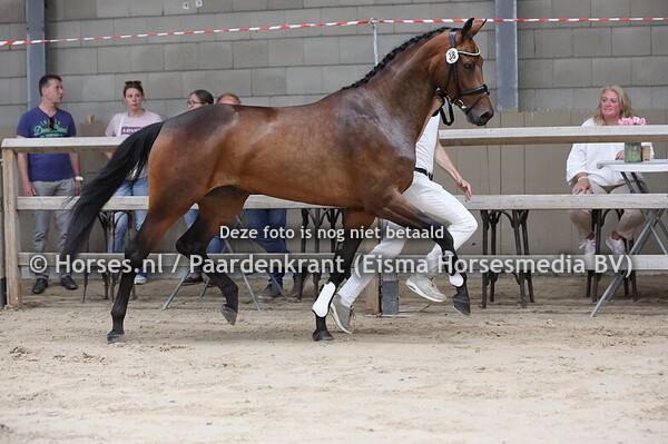 38 Sensation ES (About You RS2 x Passionata v. Stedinger)