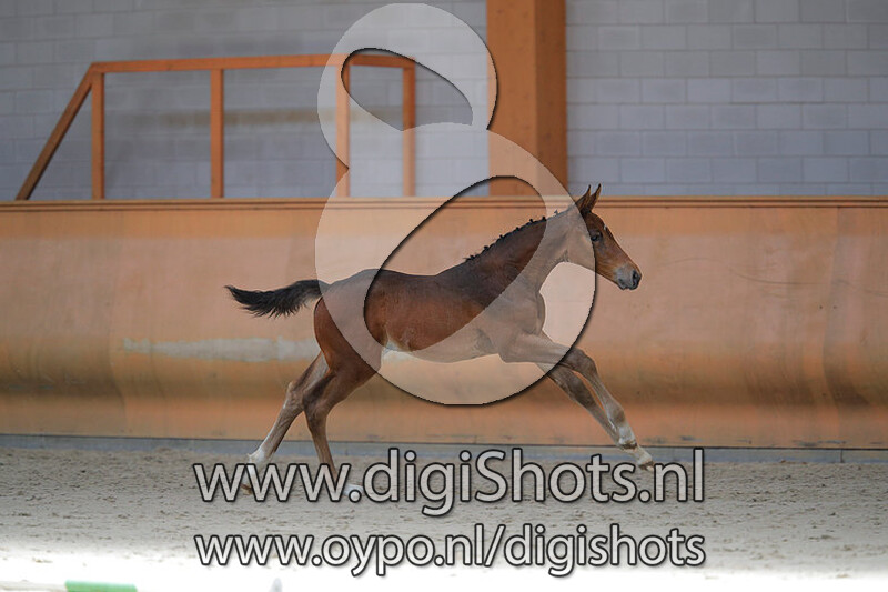 Tsar of the Paddocks v. Ideal de la Loge