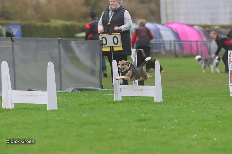 Flyball competitie Nieuwegein