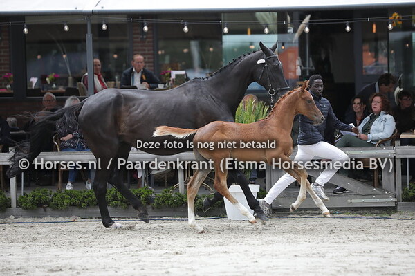 105 Sambuco (Kjento x Ulanda v. Ircolando)