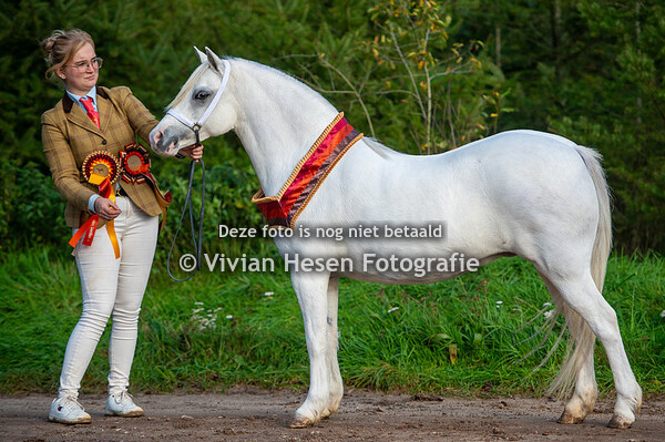 Welsh Select Sale Show