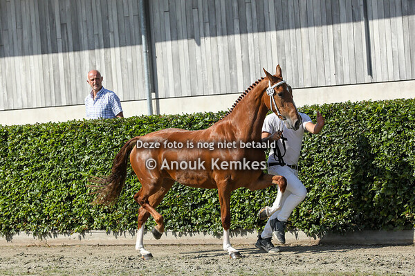 Serianne ( Fantijn x Uromast )