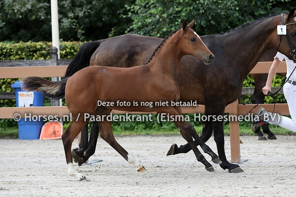 1 Osbourne JJ (Iniesta TN x Vivane v. Burggraaf