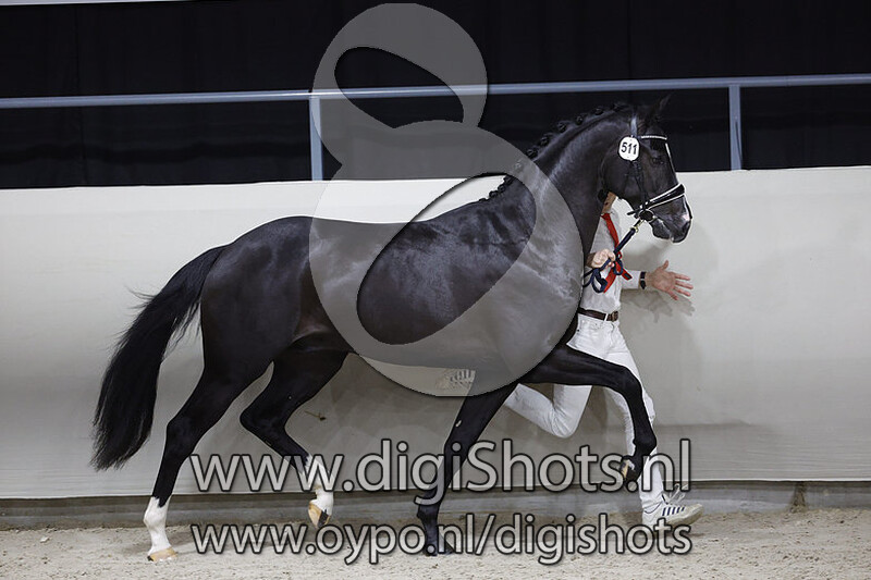 Omega v. Kingston Blue Hors