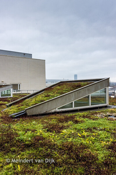 MCL - Daktuinen - Sedumdaken