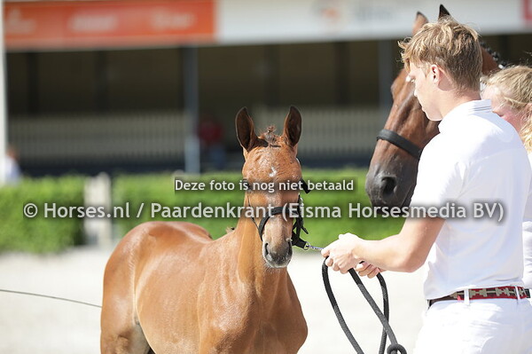 42 Sopheline (Chacco Blue x Selien v. Mermus R )