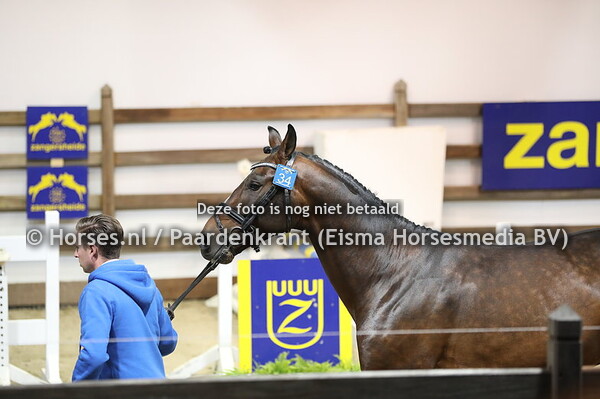 34 Kingston (Kannan x Quick Star)