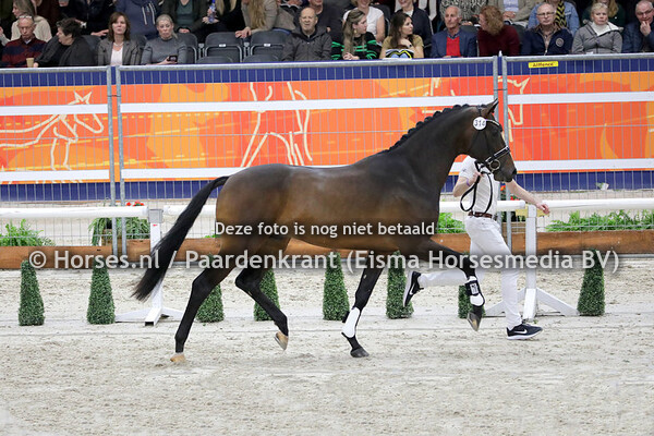 01022020 HK Den Bosch 2020 Dressuurhengsten en Gelderse