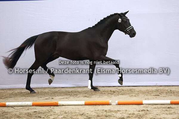 505 Secret x Daily Diamond)