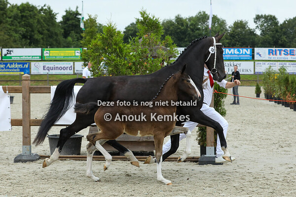 18 - Vino Blanco PSH ( Icellie x Cizandro )