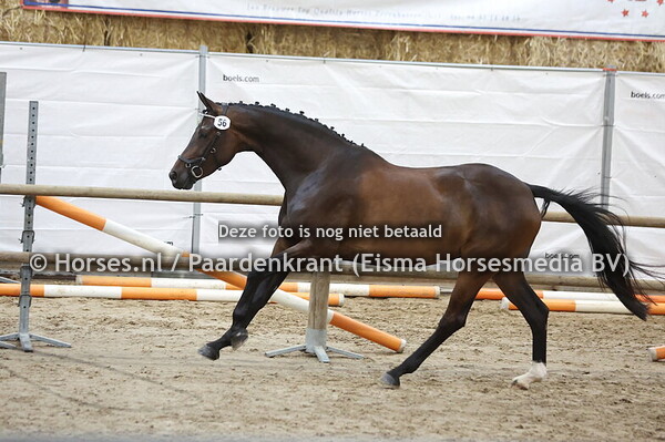 56 Papillon (Le Formidable x Inspiration v. Connaisseur)