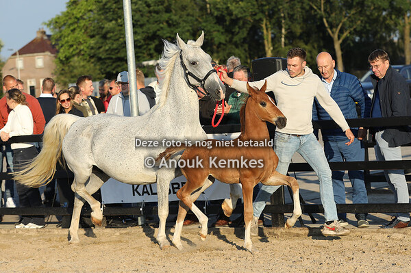 Ulatino ( Latino x Saffraan )