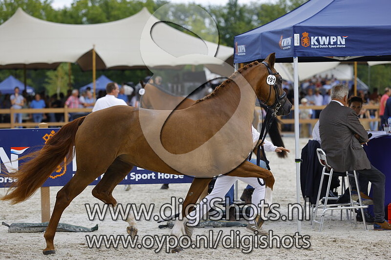 Pheline LL v. Blue Hors Fifty Cent