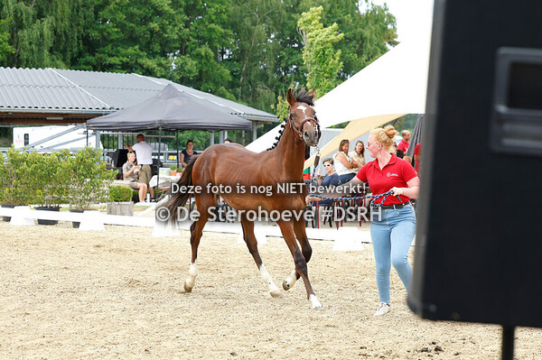 16. MANNELIJKE JAARLINGEN SPRINGEN