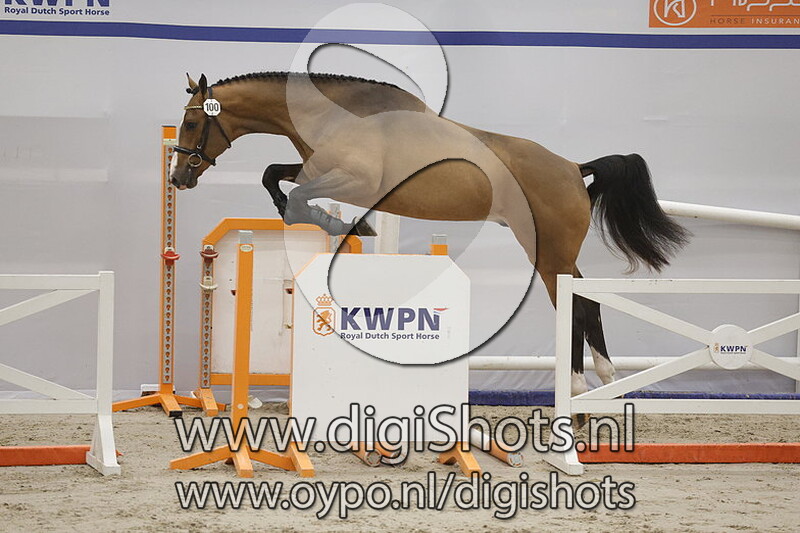 Lone Star VDL Z v. Landino VDL - 100