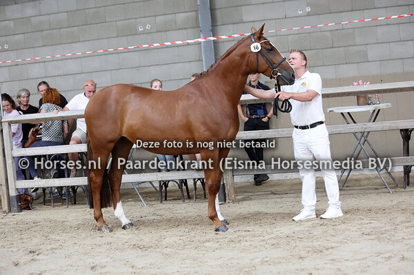18 Privileged Lady (Tangelo vd Zuuthoeve x Brillanmte v. Contendro)