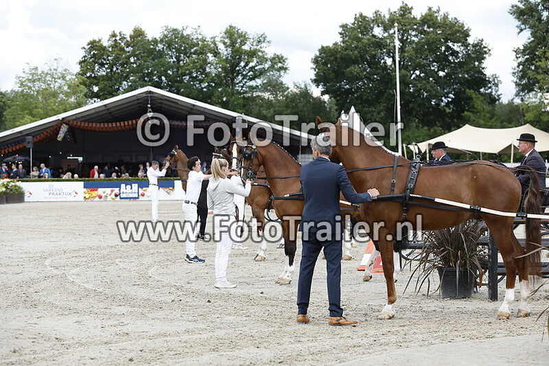 tuigpaarden hoge klasse