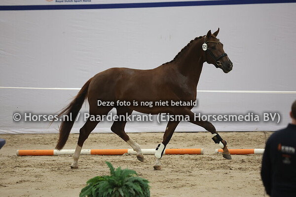 325 (Dutch Dream x Wynton)