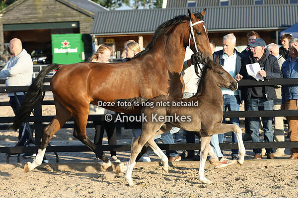 Ulke ( Oberon x Dylano )