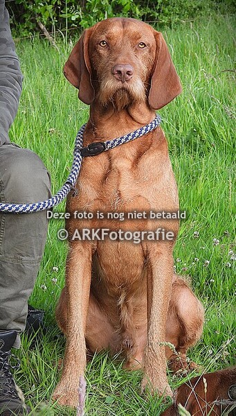 Jachthondengroep Uffelte 26 mei 2025