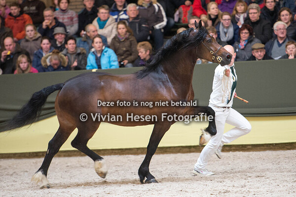 Centrale Hengstenkeuring Zaterdag