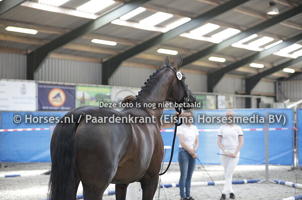 35 Looking Gorgeous (Glamourdale x Gorgeous v. Vivaldi)