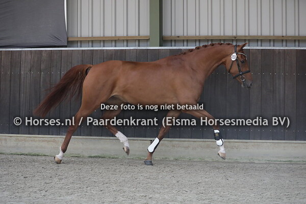 255 Lynn Noeska (Vivaldi x Winoeska v. Houston)