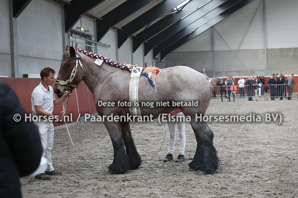 103 Daisy van de Hulsehoeve (Doran van Vrilkhoven x Laura van de Hulsehoeve)