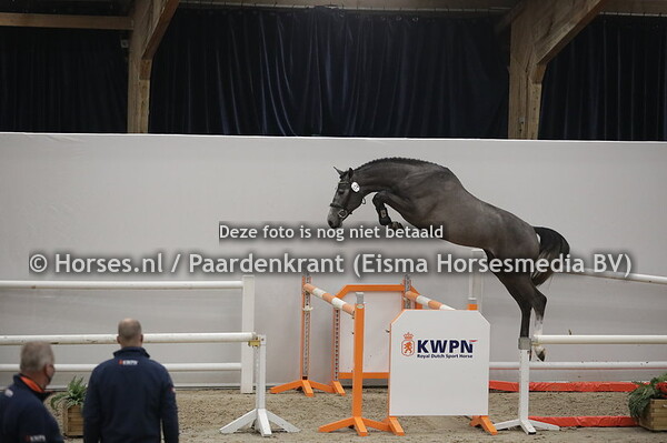 174 Singleton Keizersberg Z (Scotch on Ice x Unna v. Carano)