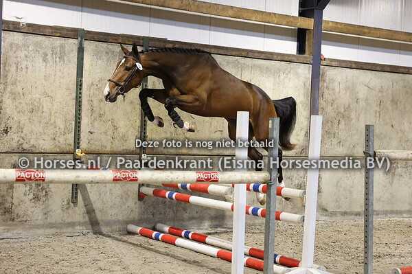 8 Sassy Sijgje PHL (New Pleasure x Usijgje v. Mermus)