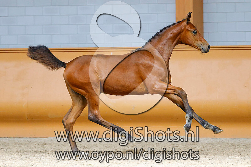 Rodie Tettie T v. Farzack des Abbayes