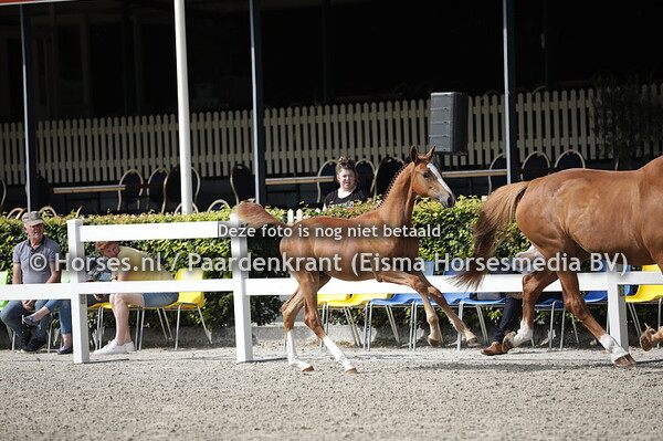 3 R, (Mattias x Annelita v. Guidam)