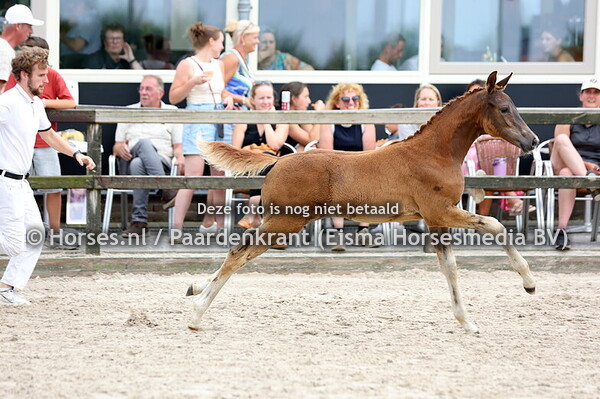 92 Vajan Dutch Dream Sporthorses (Dutch Dream x Jewel) (1)