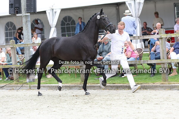244 Sita Sollenburg (Mac Madison x Notre Dame Sollenburg v. Secret)