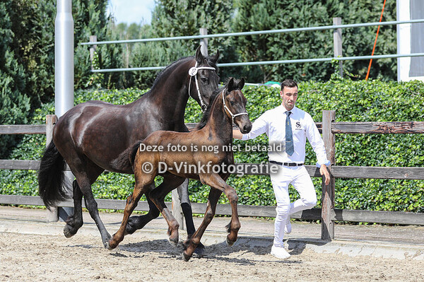 12. Willem van Stal Herven