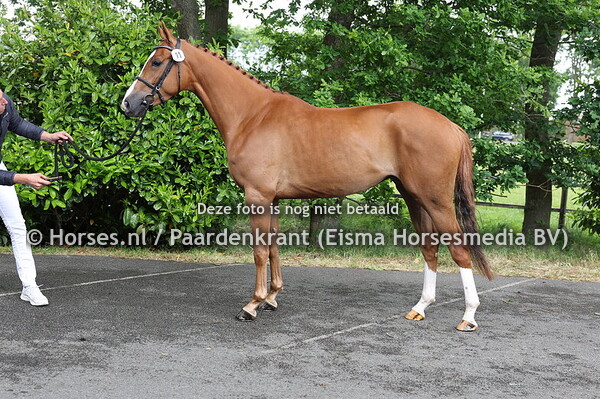 11 Faya W (For Pleasure  x Justine W v. Mr Blue)