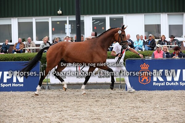 55 La Vieta Corieta Texel (Ferdeaux x Vieta Corieta Texel v. Jazz)