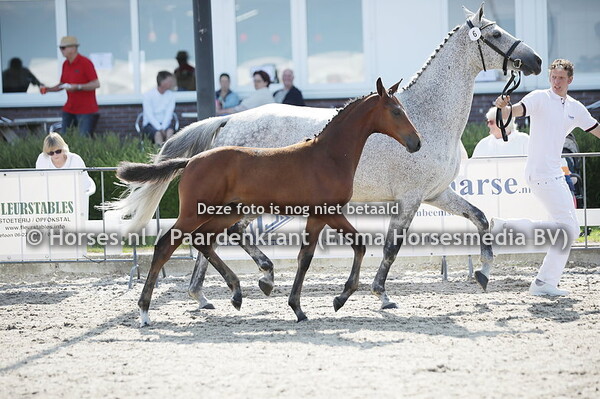 6 Sabda Prince (Zinelord VDL x First Orice v. Azteca VDL)