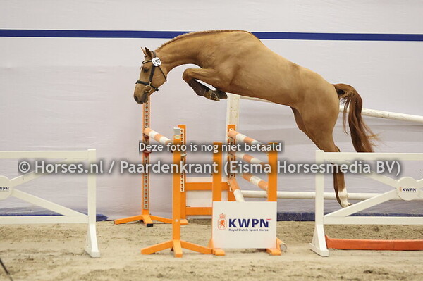 159 (Cicero Z x Carolus II)