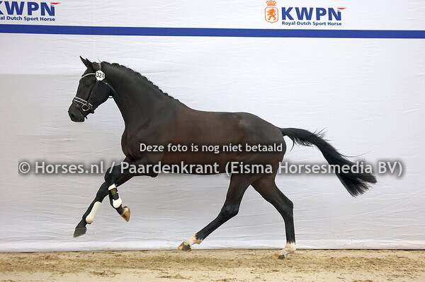 10-12-25 HK 1e bez dressuur Dag 2