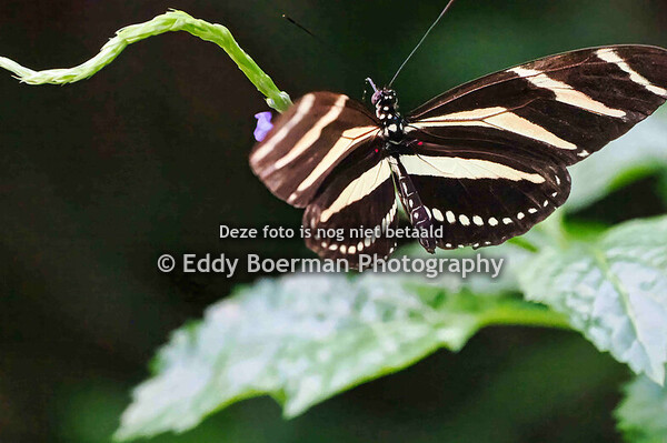 Burgers Zoo Arnhem ( 20-11-2025 )