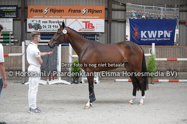 21 Malibu VN (Great Blue x Exquis v. Diarado)