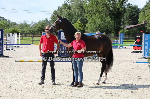 vrouwelijke driejarigen dressuur