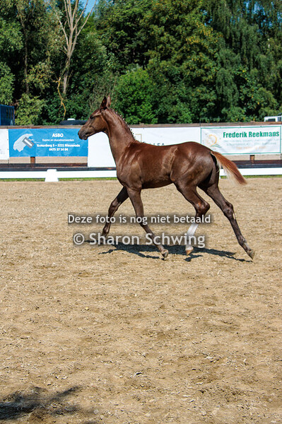 Mannelijke dressuurveulens