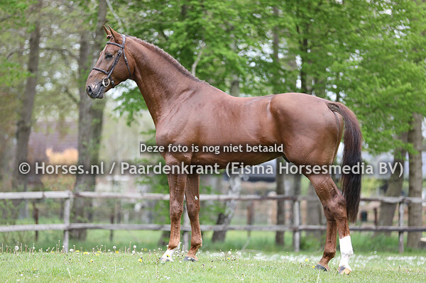 KWPN stand- en hoofdfoto's springhengsten voorjaar 2021