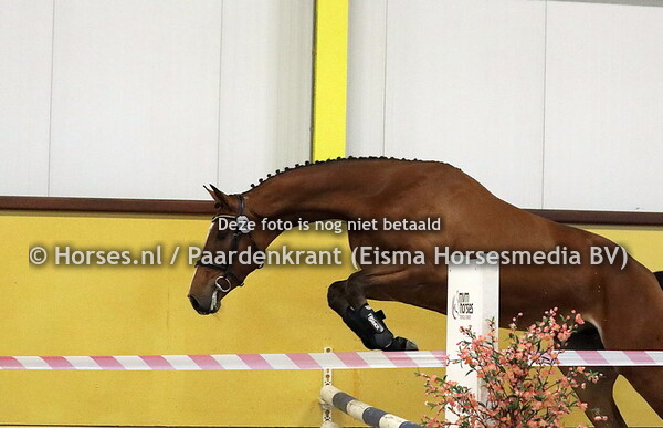 19 Rixy Viola (Tangelo vd Zuuthoeve x Dauphine v. Lux)