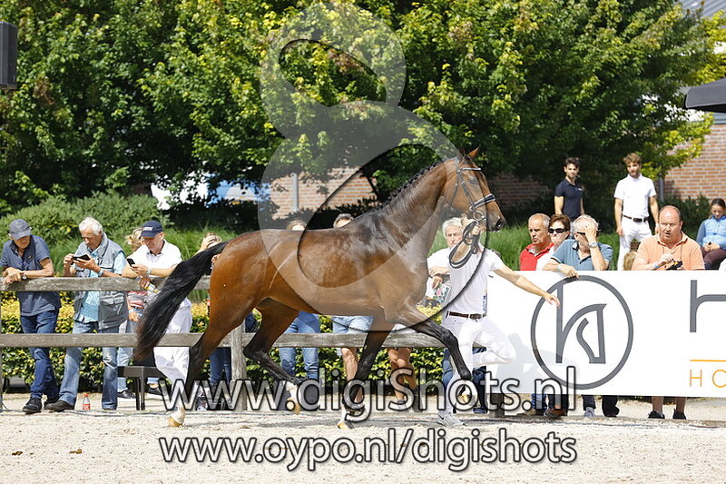 135 Novasion v. For Romance